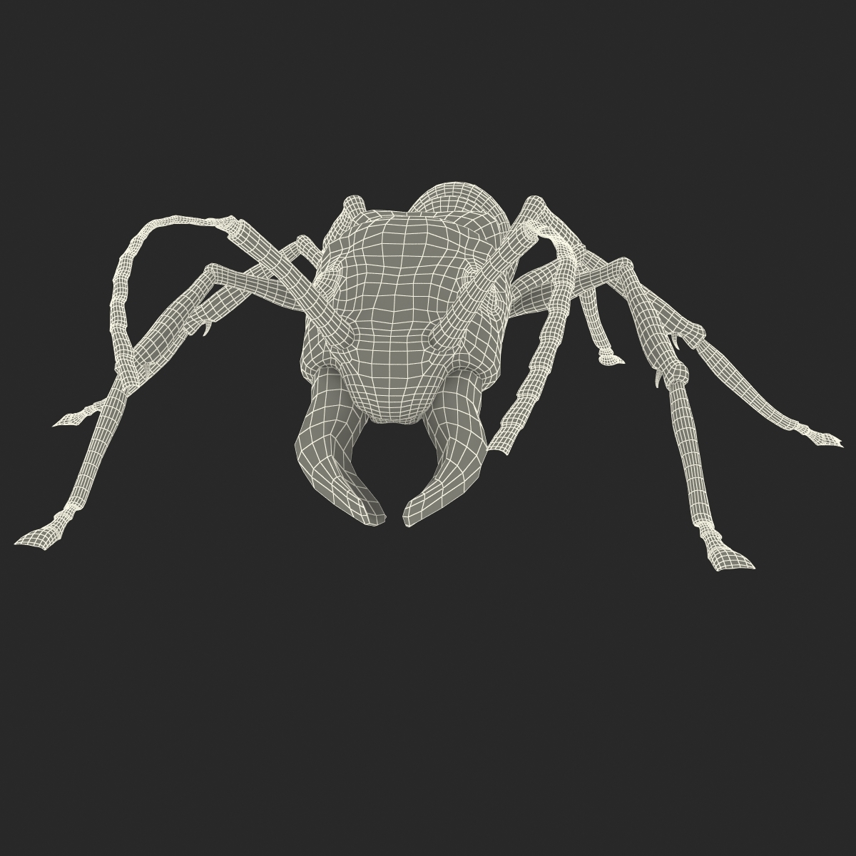 bullet ant rigged3d模型