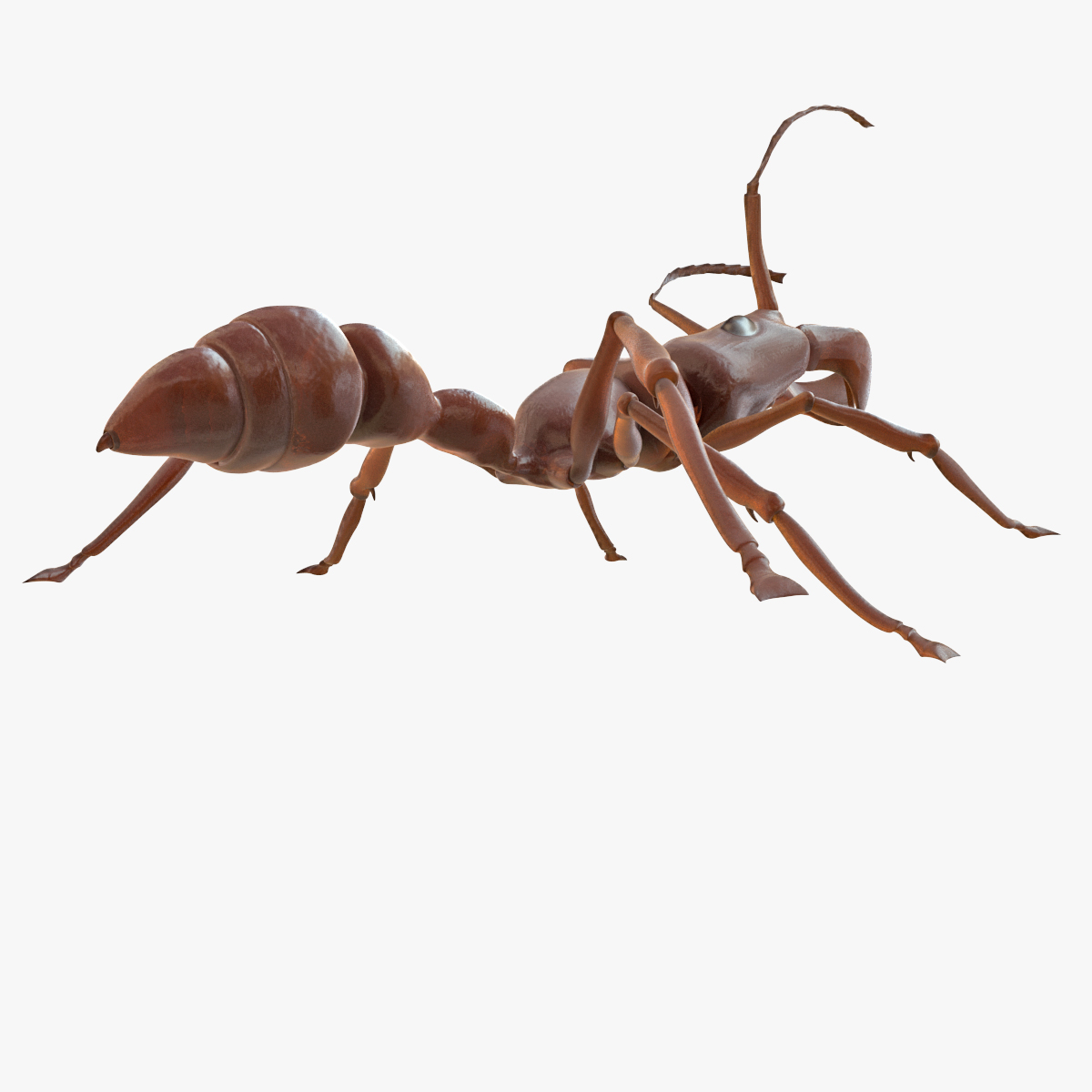 bullet ant rigged3d模型