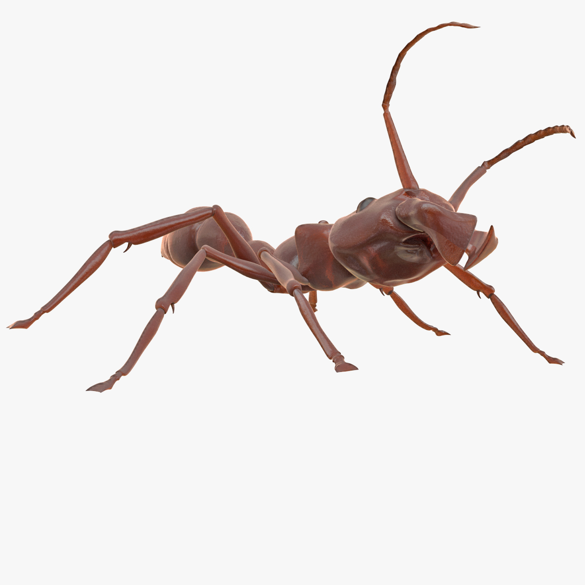 3d model bullet ant rigged