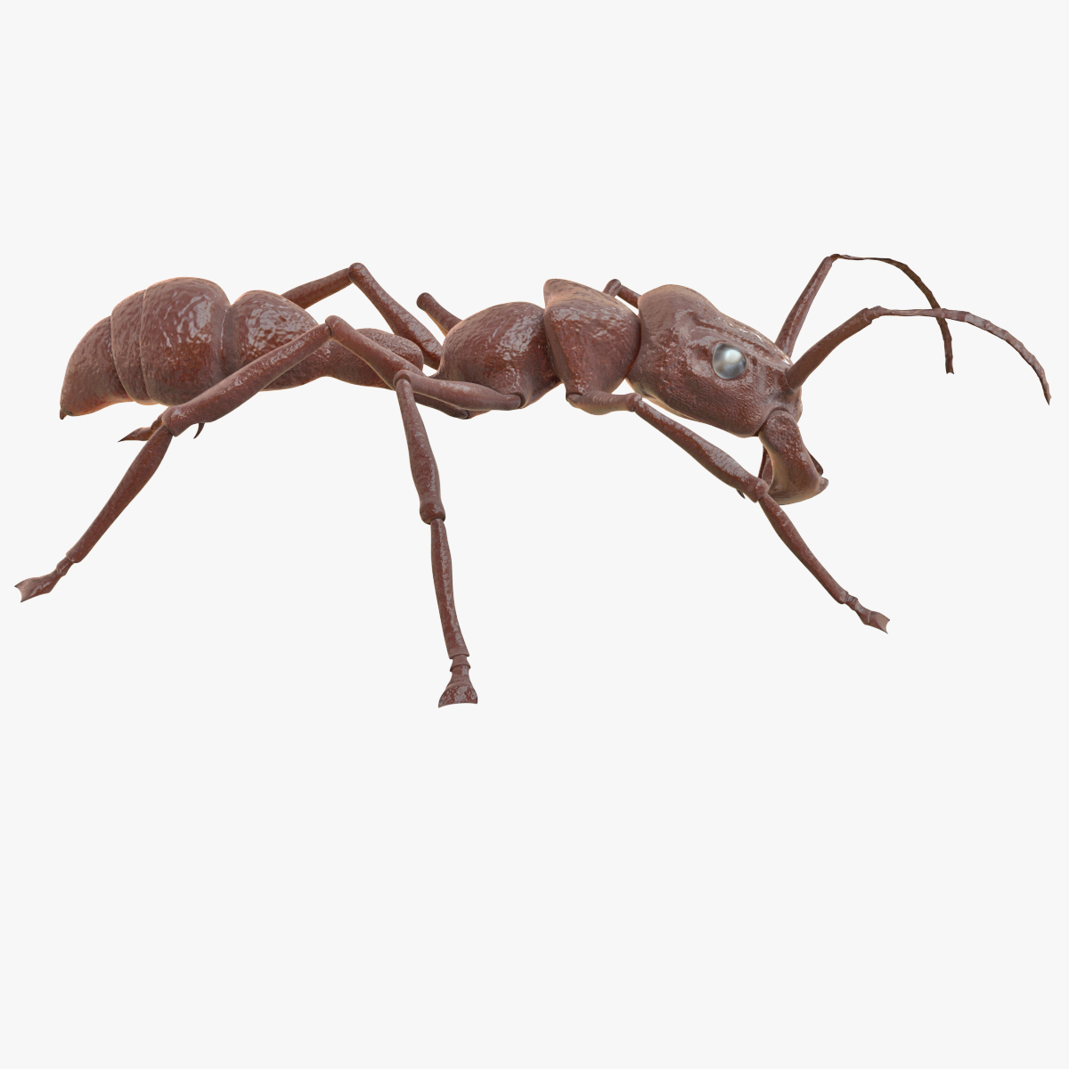 bullet ant rigged3d模型