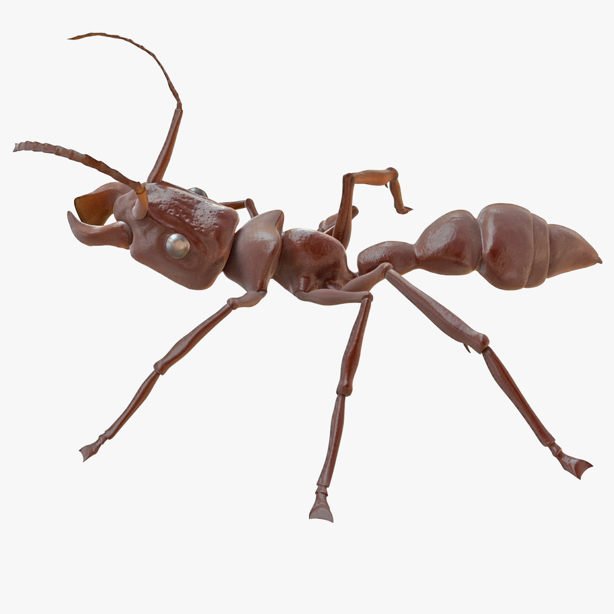 3d model bullet ant rigged