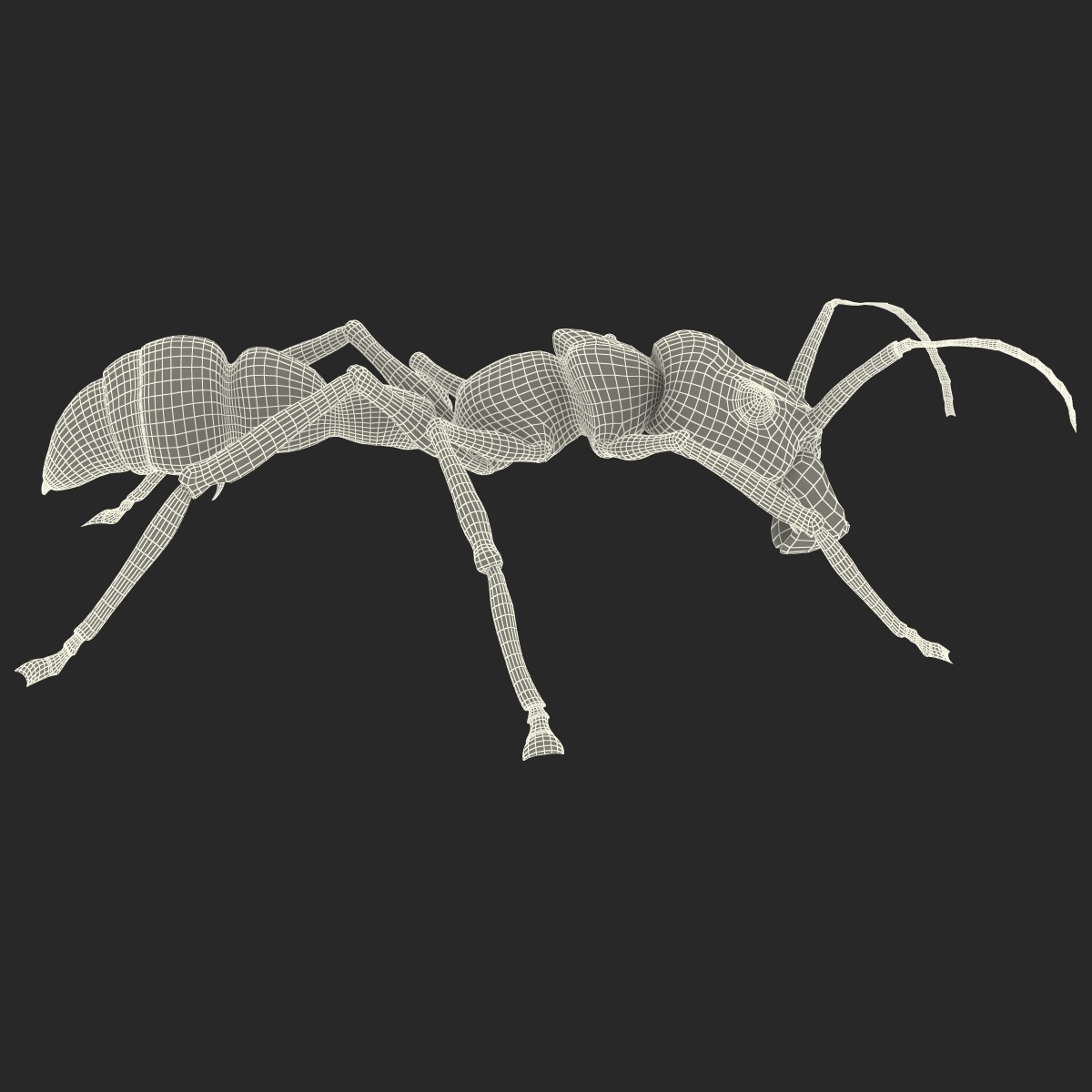 bullet ant rigged3d模型