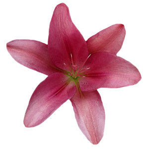 flower 28