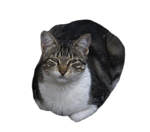 cat 4