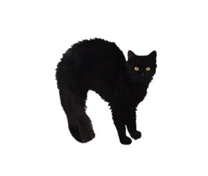 cat 5