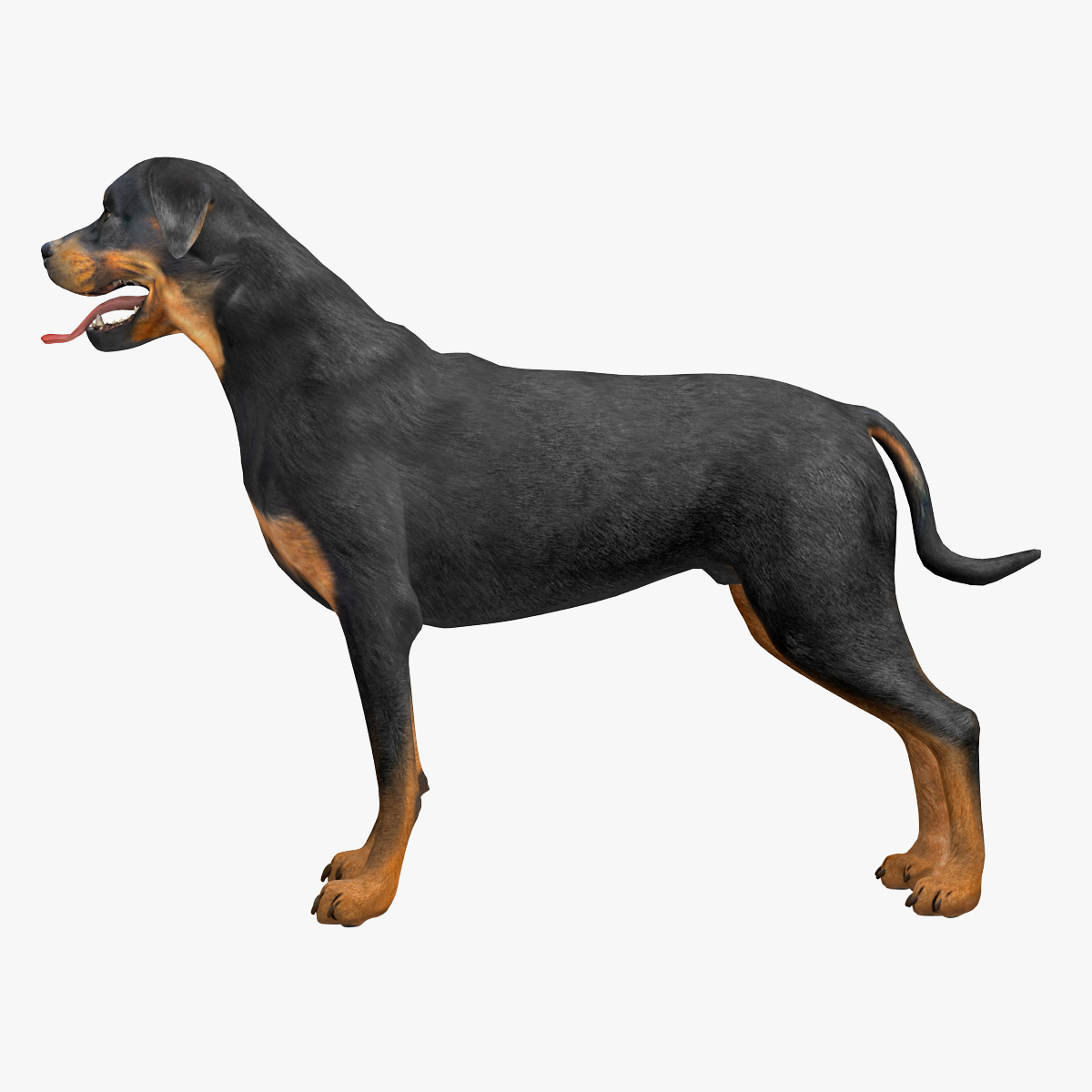 rottweiler rigged max
