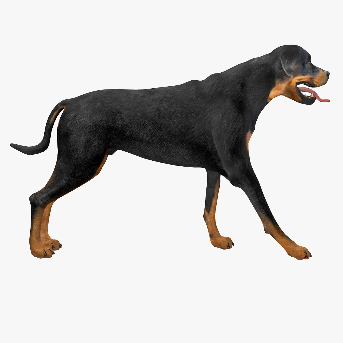 rottweiler rigged max