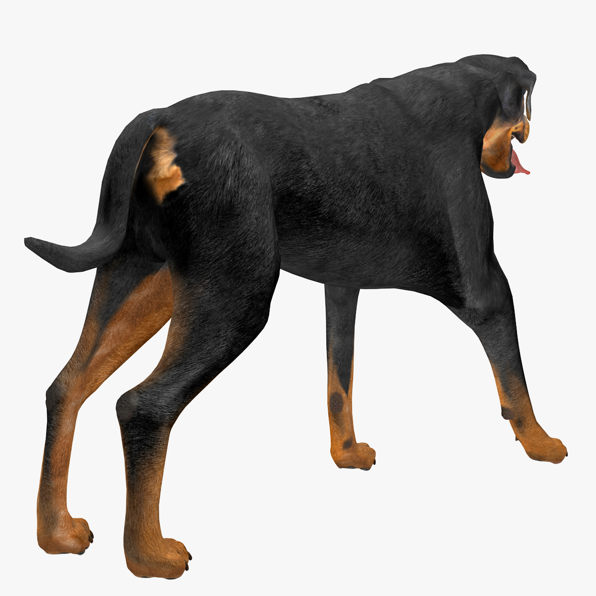 rottweiler rigged max