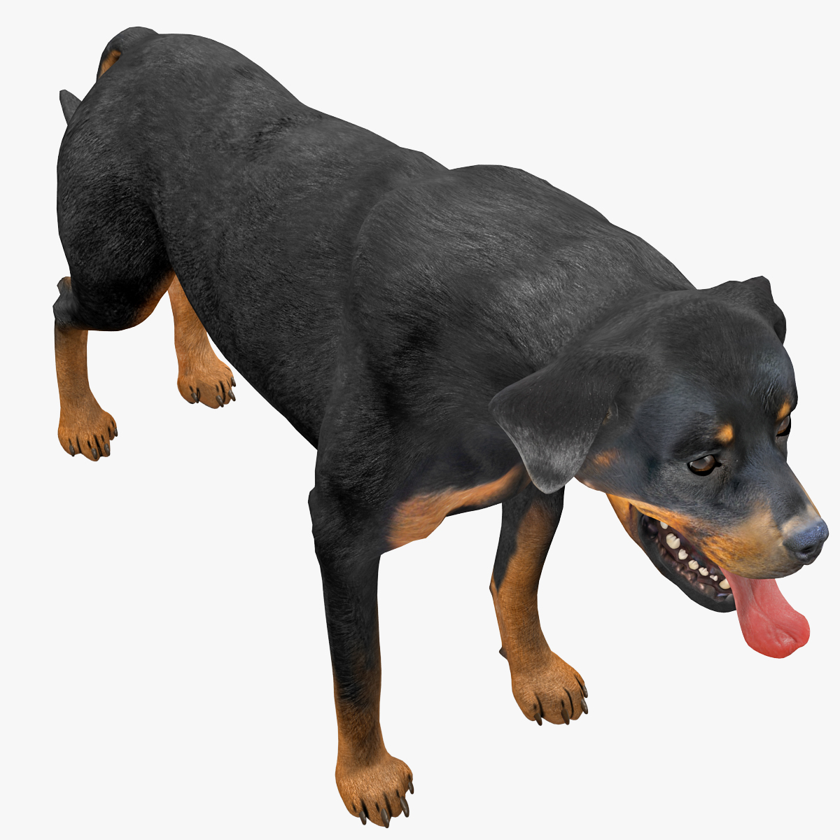 rottweiler rigged max