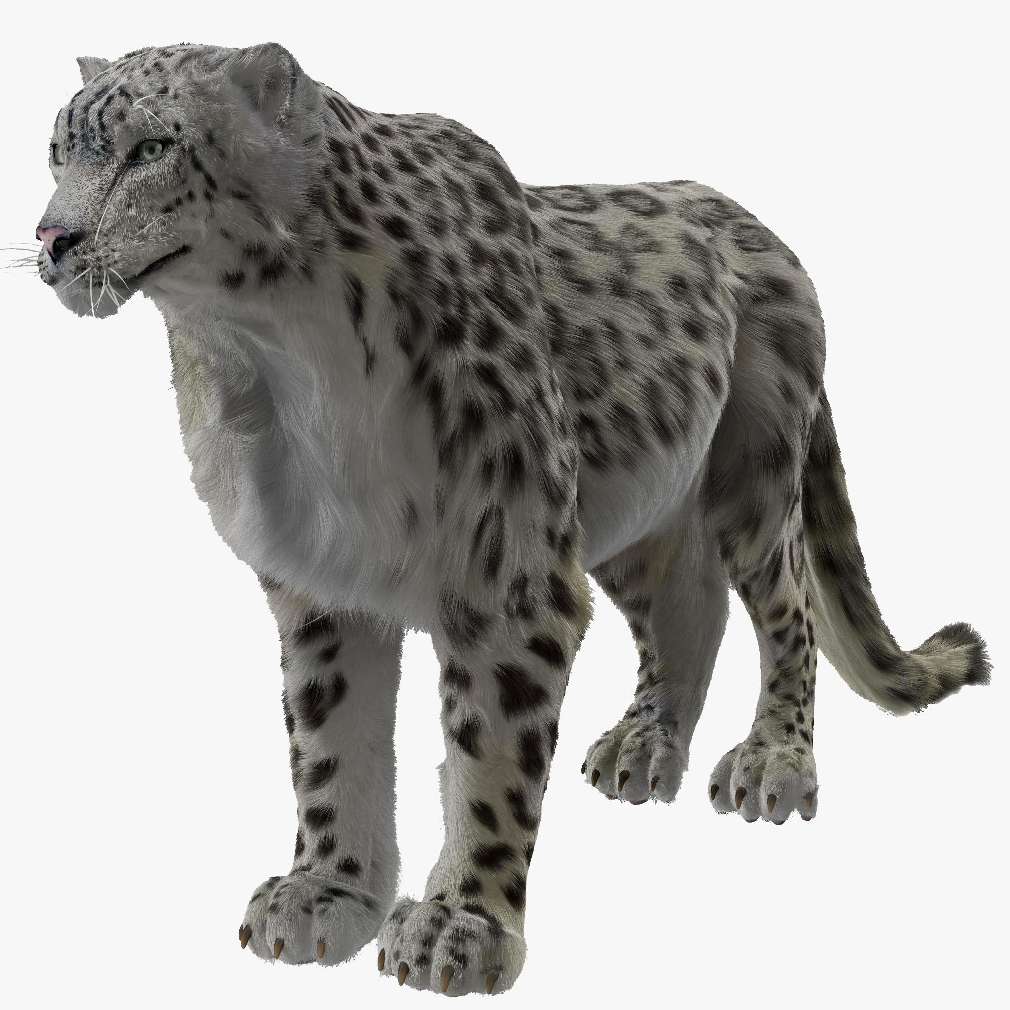 Fur 3d. Снежный Барс 3d модель. Снежный Барс 3д модель. Snow Leopard furry.