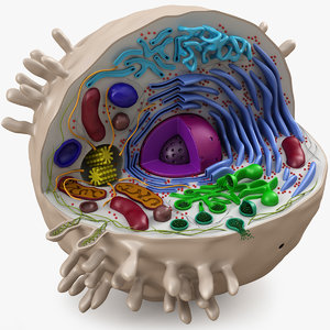 3d Nucleus Models Turbosquid