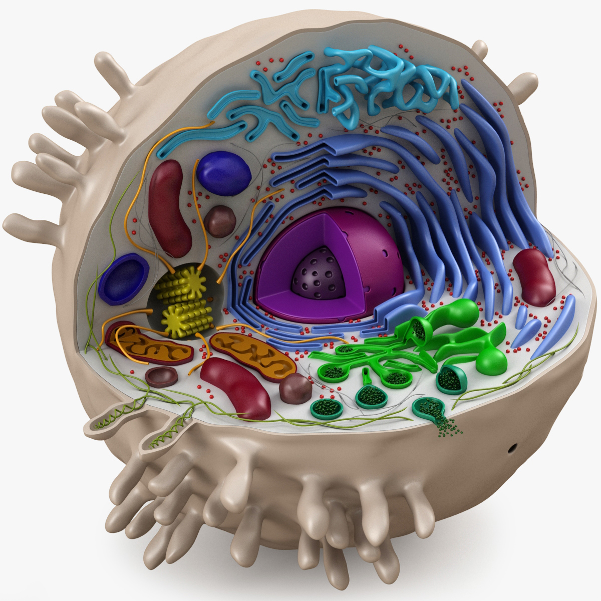Animal Cell