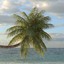 coconut palm trees 3d obj