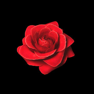 Blooming Rose MOV Animation