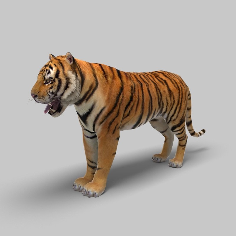 cat feline tiger obj