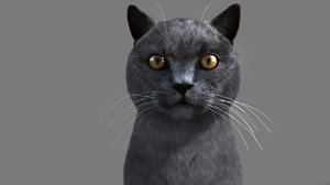 Animated Cat 3d Models For Download Turbosquid