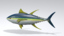 3d model of beautiful yellowfin tuna poses