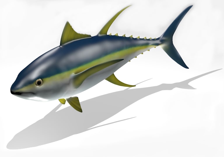 3d model of beautiful yellowfin tuna poses