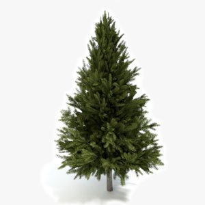 3d model pine tree