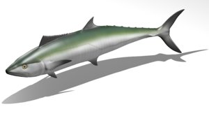 kingfish - king mackerel