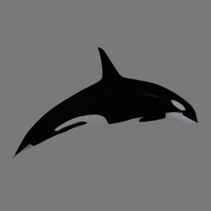 3d killer whale model
