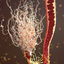 mammalian astrocyte blood vessel 3d c4d