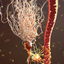 mammalian astrocyte blood vessel 3d c4d