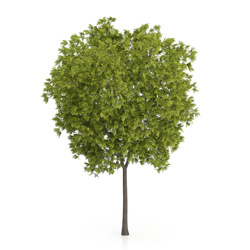 3ds max honey locust tree gleditsia