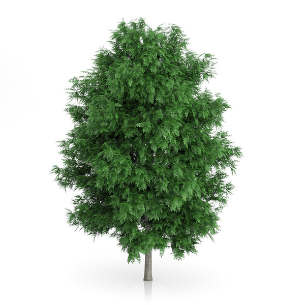 3d rowan tree sorbus aucuparia
