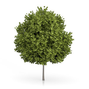 3d norway maple tree acer model