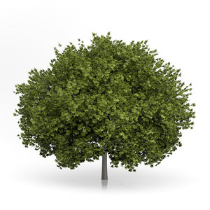 3d model norway maple tree acer