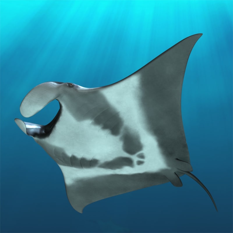 Manta Birostris Giant Oceanic 3d Model