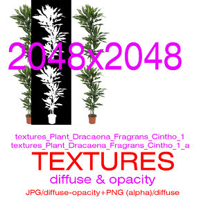 Textures Plant Dracaena Fragrans Cintho 1