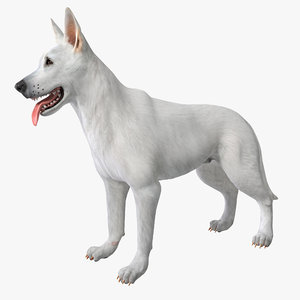 3dsmax white shepherd dog