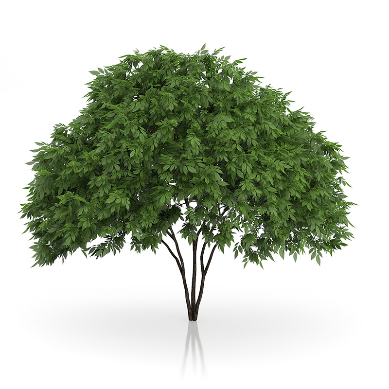 3d trees volume 54 v https://static.turbosquid.com/Preview/2014/11/27__03_33_00/vol54_all.jpg0909cb76-2fcf-4223-9604-27525f3bc220Original.jpg