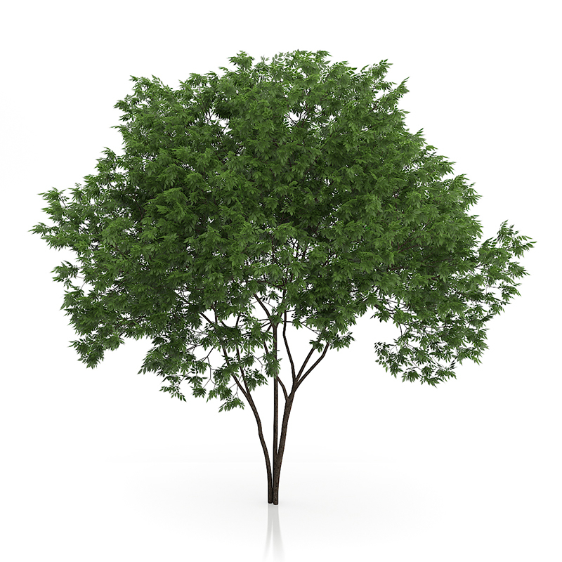 3d trees volume 54 v https://static.turbosquid.com/Preview/2014/11/27__03_33_00/vol54_all.jpg0909cb76-2fcf-4223-9604-27525f3bc220Original.jpg