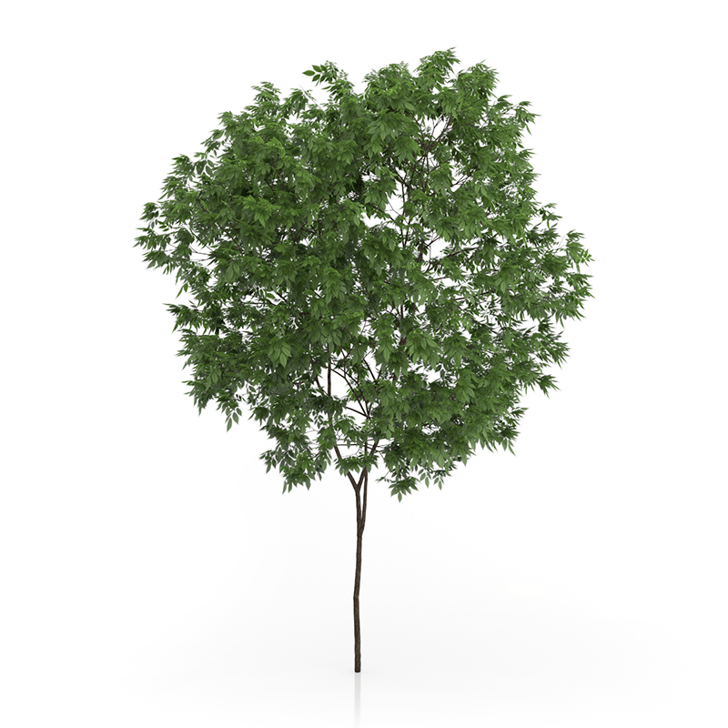 3d trees volume 54 v https://static.turbosquid.com/Preview/2014/11/27__03_33_00/vol54_all.jpg0909cb76-2fcf-4223-9604-27525f3bc220Original.jpg