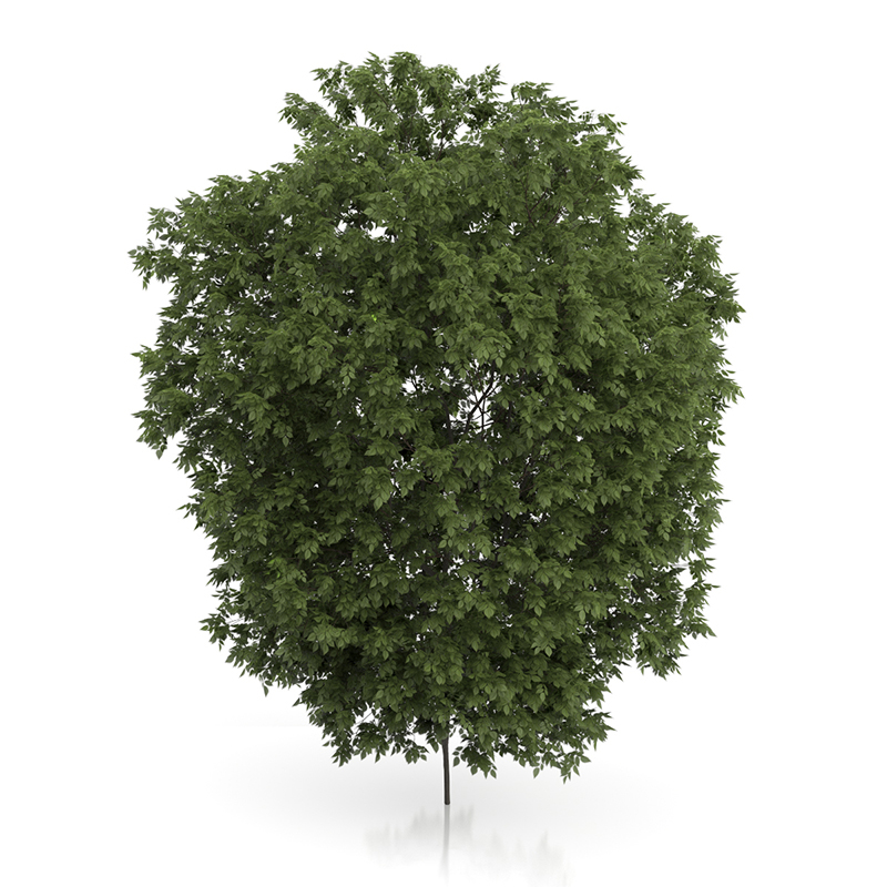 3d trees volume 54 v https://static.turbosquid.com/Preview/2014/11/27__03_33_00/vol54_all.jpg0909cb76-2fcf-4223-9604-27525f3bc220Original.jpg