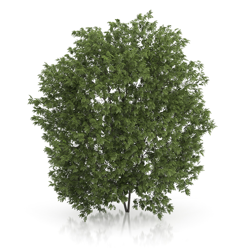 3d trees volume 54 v https://static.turbosquid.com/Preview/2014/11/27__03_33_00/vol54_all.jpg0909cb76-2fcf-4223-9604-27525f3bc220Original.jpg