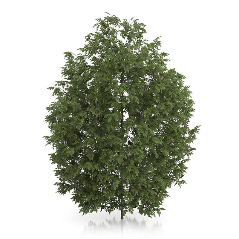 3d trees volume 54 v https://static.turbosquid.com/Preview/2014/11/27__03_33_00/vol54_all.jpg0909cb76-2fcf-4223-9604-27525f3bc220Original.jpg