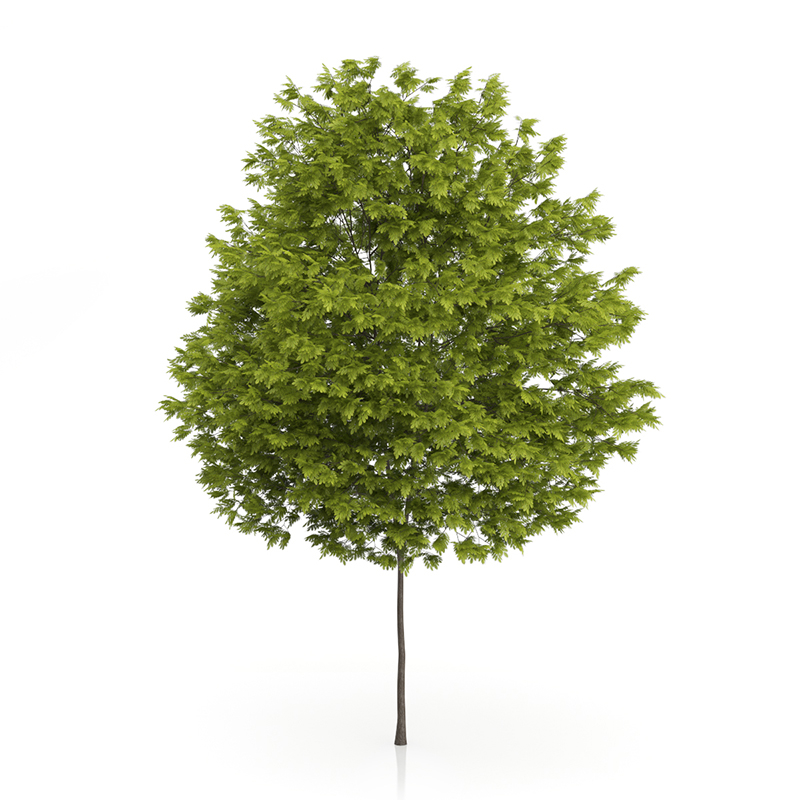 3d trees volume 54 v https://static.turbosquid.com/Preview/2014/11/27__03_33_00/vol54_all.jpg0909cb76-2fcf-4223-9604-27525f3bc220Original.jpg