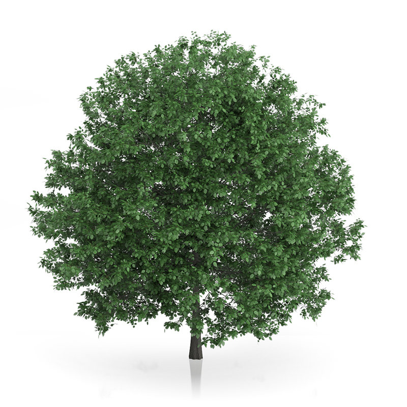 3d trees volume 54 v https://static.turbosquid.com/Preview/2014/11/27__03_33_00/vol54_all.jpg0909cb76-2fcf-4223-9604-27525f3bc220Original.jpg