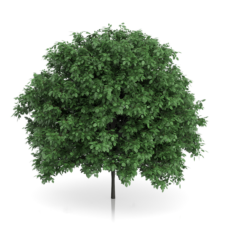 3d trees volume 54 v https://static.turbosquid.com/Preview/2014/11/27__03_33_00/vol54_all.jpg0909cb76-2fcf-4223-9604-27525f3bc220Original.jpg