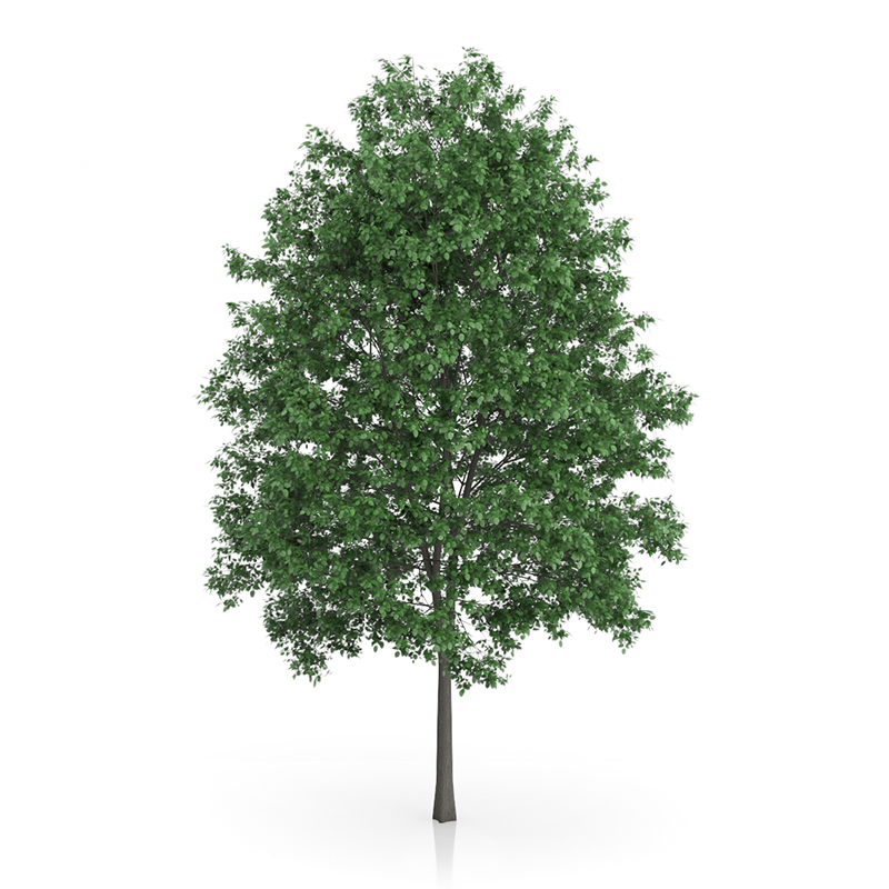 3d trees volume 54 v https://static.turbosquid.com/Preview/2014/11/27__03_33_00/vol54_all.jpg0909cb76-2fcf-4223-9604-27525f3bc220Original.jpg