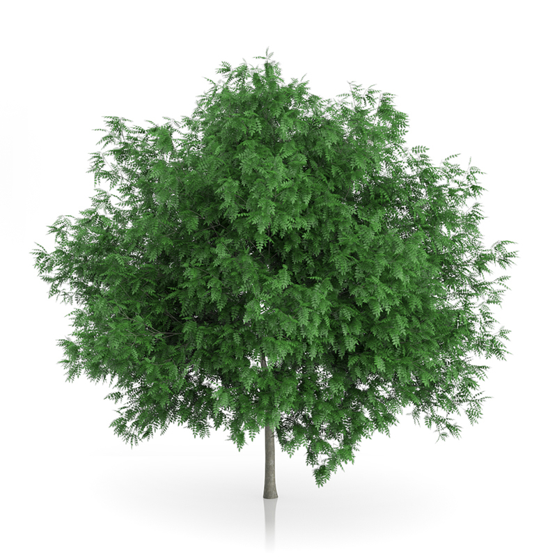 3d trees volume 54 v https://static.turbosquid.com/Preview/2014/11/27__03_33_00/vol54_all.jpg0909cb76-2fcf-4223-9604-27525f3bc220Original.jpg