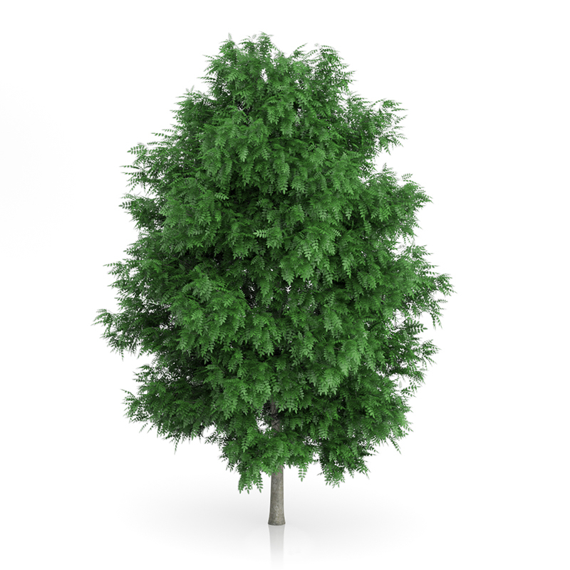 3d trees volume 54 v https://static.turbosquid.com/Preview/2014/11/27__03_33_00/vol54_all.jpg0909cb76-2fcf-4223-9604-27525f3bc220Original.jpg