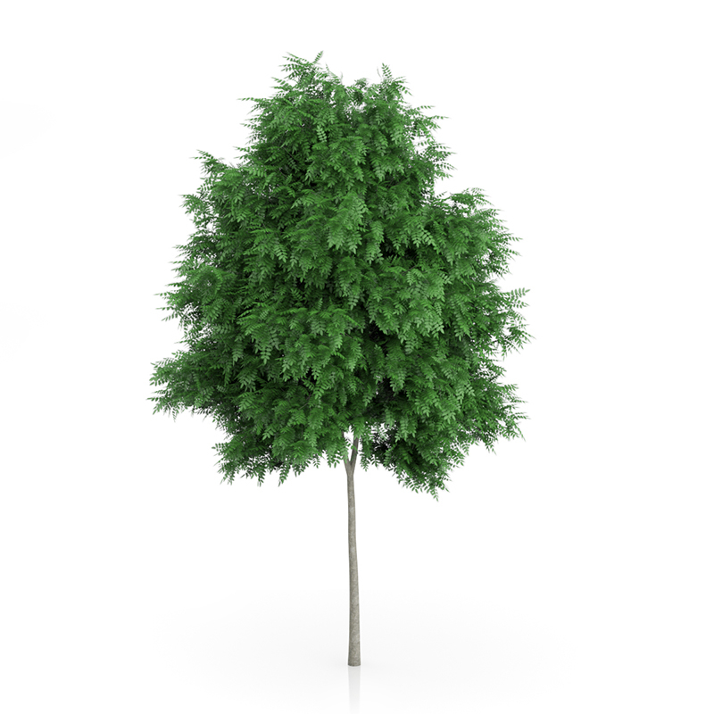 3d trees volume 54 v https://static.turbosquid.com/Preview/2014/11/27__03_33_00/vol54_all.jpg0909cb76-2fcf-4223-9604-27525f3bc220Original.jpg