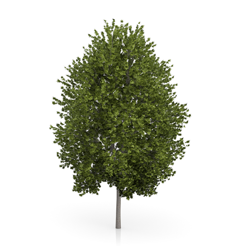 3d trees volume 54 v https://static.turbosquid.com/Preview/2014/11/27__03_33_00/vol54_all.jpg0909cb76-2fcf-4223-9604-27525f3bc220Original.jpg