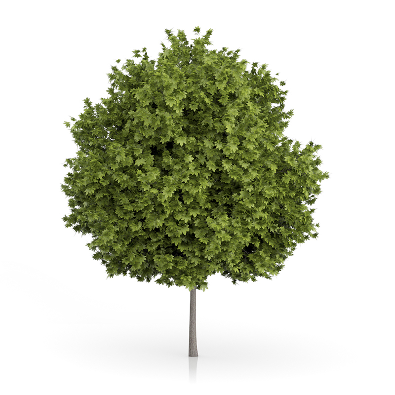 3d trees volume 54 v https://static.turbosquid.com/Preview/2014/11/27__03_33_00/vol54_all.jpg0909cb76-2fcf-4223-9604-27525f3bc220Original.jpg