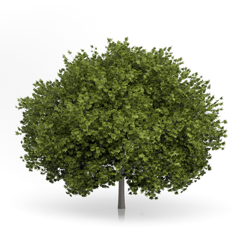 3d trees volume 54 v https://static.turbosquid.com/Preview/2014/11/27__03_33_00/vol54_all.jpg0909cb76-2fcf-4223-9604-27525f3bc220Original.jpg